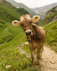 4 Days in the Swiss Alps 10