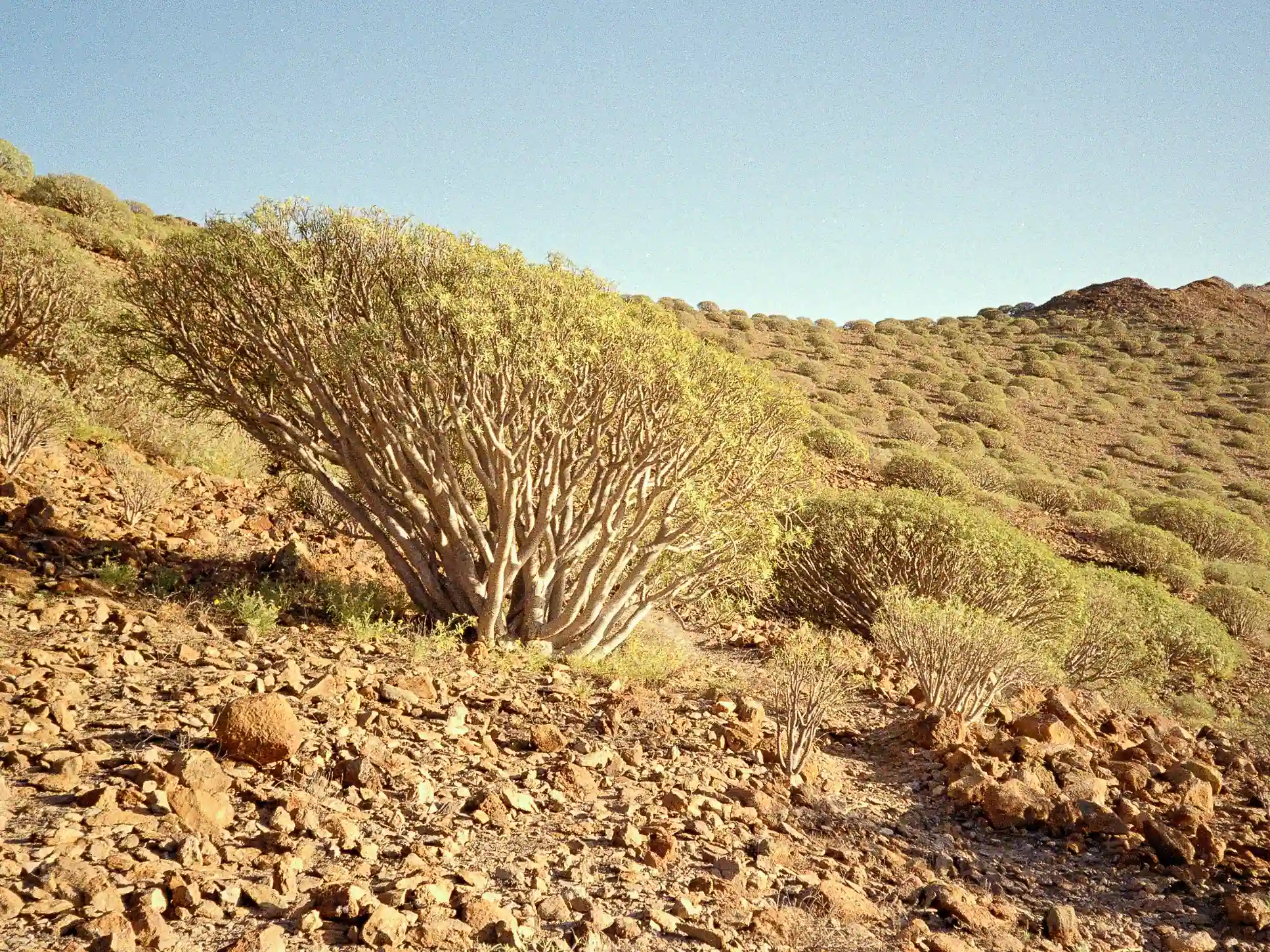Gran Canaria, Spanien 30